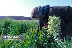 تصاویر برداشت گل نرگس در استان گلستان