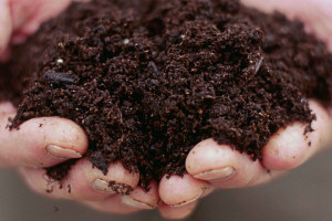 چگونه کود ماهی درست کنیم؟