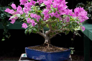 معرفی چند گل ارزان قیمت مناسب برای هدیه دادن
