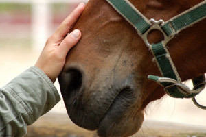 10 بیماری شایع در اسب که ریشه در علل عفونی دارد
