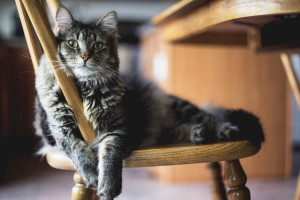 نشانه های وجود کک در بدن گربه + راه کنترل و درمان کک