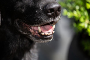 چگونه بوی بد دهان سگ را درمان و رفع کنیم؟ ( + 3 علت اصلی بوی بد )