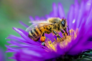 دلیل جالب صدای وزوز زنبورها