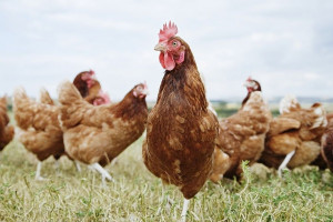 علت پرکنی در مرغ ها چیست؟
