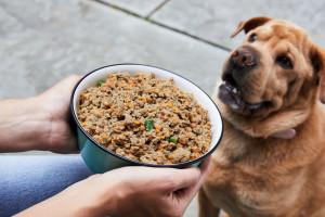طرز تهیه 2 نوع غذای خشک برای سگ ساده با طعم و بوی خوب