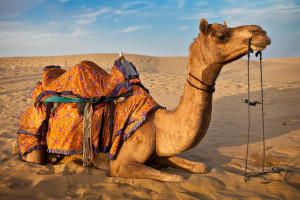 دلیل وجود کوهان برای شتر چیست و چطور در روزهای سخت به او کمک می کند؟