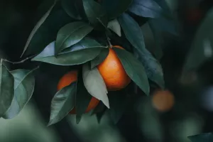 مهمترین آفات درختان پرتقال کدامند و چگونه با آنها مبارزه کنیم