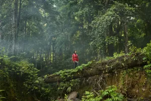 معرفی جنگل تایپینگ شان از جذاب ترین مکان های دیدنی تایوان
