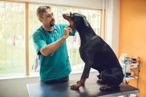 چگونه بوی بد دهان سگ را درمان و رفع کنیم؟ ( + 3 علت اصلی بوی بد )