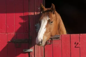 کدام بیماری باعث مرگ ناگهانی اسب می شود؟