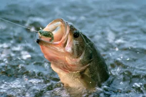 آیا اگر ماهی در تور ماهیگیری بمیرد، خوردنش حلال است ؟