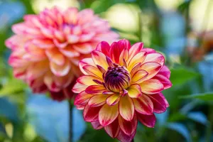 معرفی گل کوکب مکزیکی ، گونه ای خاص با زیبایی خیره کننده !