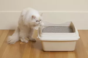 نحوه تمیز کردن ظرف خاک گربه چگونه است؟