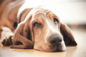 5 علتی که باعث ریزش اشک از چشم سگ می شود !