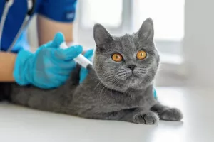 ضرورت واکسن زدن به گربه ها