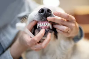 جرم گیری دندان سگ چه مزایا و معایبی دارد ؟