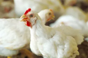 13 علت تخم نگذاشتن مرغ خانگی