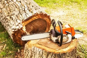 قطع کردن درخت به صورت غیرقانونی چه مجازاتی دارد ؟