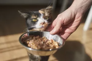 چه علائمی نشان دهنده آلرژی غذایی در گربه می باشد؟