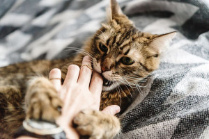 خطرات زخم گاز گرفتگی توسط حیوانات + مراقبت بعد از گازگرفتگی