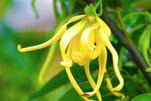 روغن گیاه یلانگ یلانگ چیست؟ چه فوایدی دارد؟