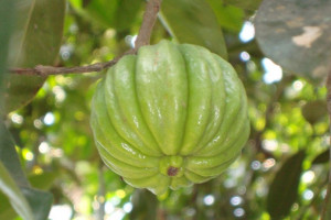 ۸ خاصیت بی نظیر گارسینیا کامبوجیا بر روی سلامتی بدن
