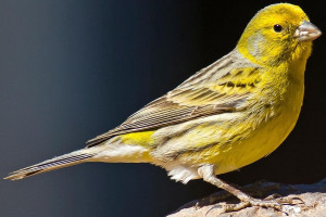 نحوه صحیح تشخیص سن قناری و حلقه گذاری در پرندگان به چه معناست؟