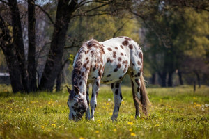 معرفی یک نژاد اسب زیبا به نام آپالوسا + گالری عکس