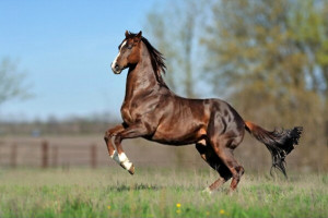 معرفی اسب مسابقه ای نژاد تروبرد (Thoroughbred)