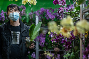 آیا گل و گیاه خانگی ناقل ویروس کرونا هستند؟