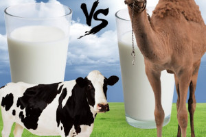 تفاوت های اصلی بین شیر شتر و شیر گاو در چیست ؟