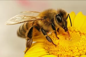 تلاش بی وقفه زنبور برای چسابندن سرش بعد از کنده شدن !