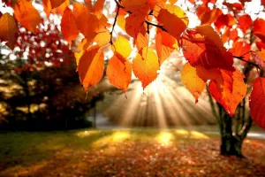 علت تغییر رنگ برگ درختان در پاییز چیست؟