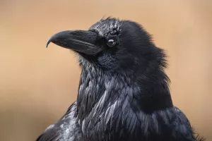 عمر کلاغ چند سال است ؟