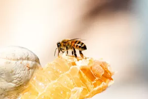 زنبور عسل چگونه عسل تولید می کند؟