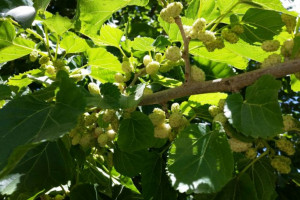 برگ درخت توت : خواص اعجاب انگیز چای و دمنوش برگ توت سفید