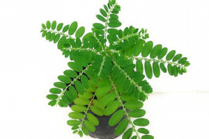 آشنایی کامل با فواید گیاه فیلانتوس نیروری phyllanthus niruri