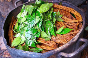 آشنایی با آیاهواسکا (ayahuasca) یکی از روانگردان های سنتی