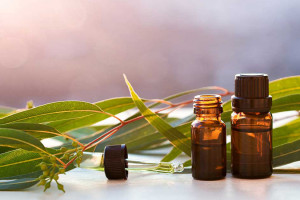 ۲۵ خاصیت استثنایی روغن اکالیپتوس در طب سنتی