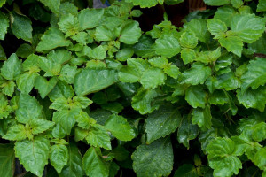 نعناع هندی : ۱۲ خاصیت دارویی و درمانی روغن پچولی