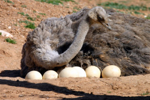 خواص اعجاب انگیز تخم شترمرغ برای سلامت بدن