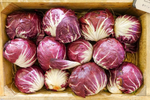 موارد استفاده و خواص کاسنی فرنگی قرمز یا آندیو