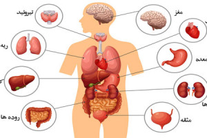 زندگی بدون کدام از اعضای بدن ممکن است ؟