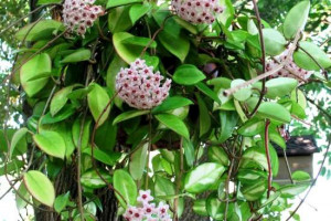 اصول نگهداری و پرورش گیاه آپارتمانی شمعی