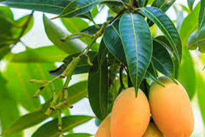 برگ انبه و خواص بی نظیر آن از سلامت مو تا لاغری