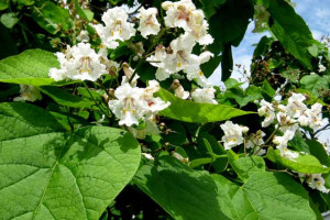 نحوه پرورش، تکثیر و نیازهای درخت جوالدوزک southern catalpa