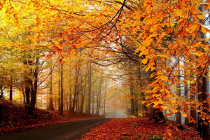 خداحافظی با پاییز اشعار زیبای خداحافظی با فصل پاییز