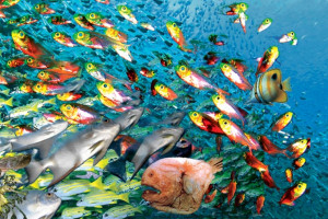 انواع غذای ماهی : هر نوع ماهی چه غذایی میخورد ؟
