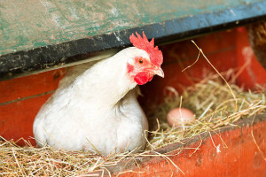 بهترین نژاد مرغ تخمگذار چیست ؟