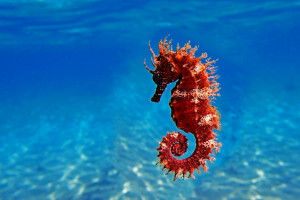 تعبیر خواب اسب آبی : 13 نشانه و تعبیر دیدن اسب آبی در خواب
